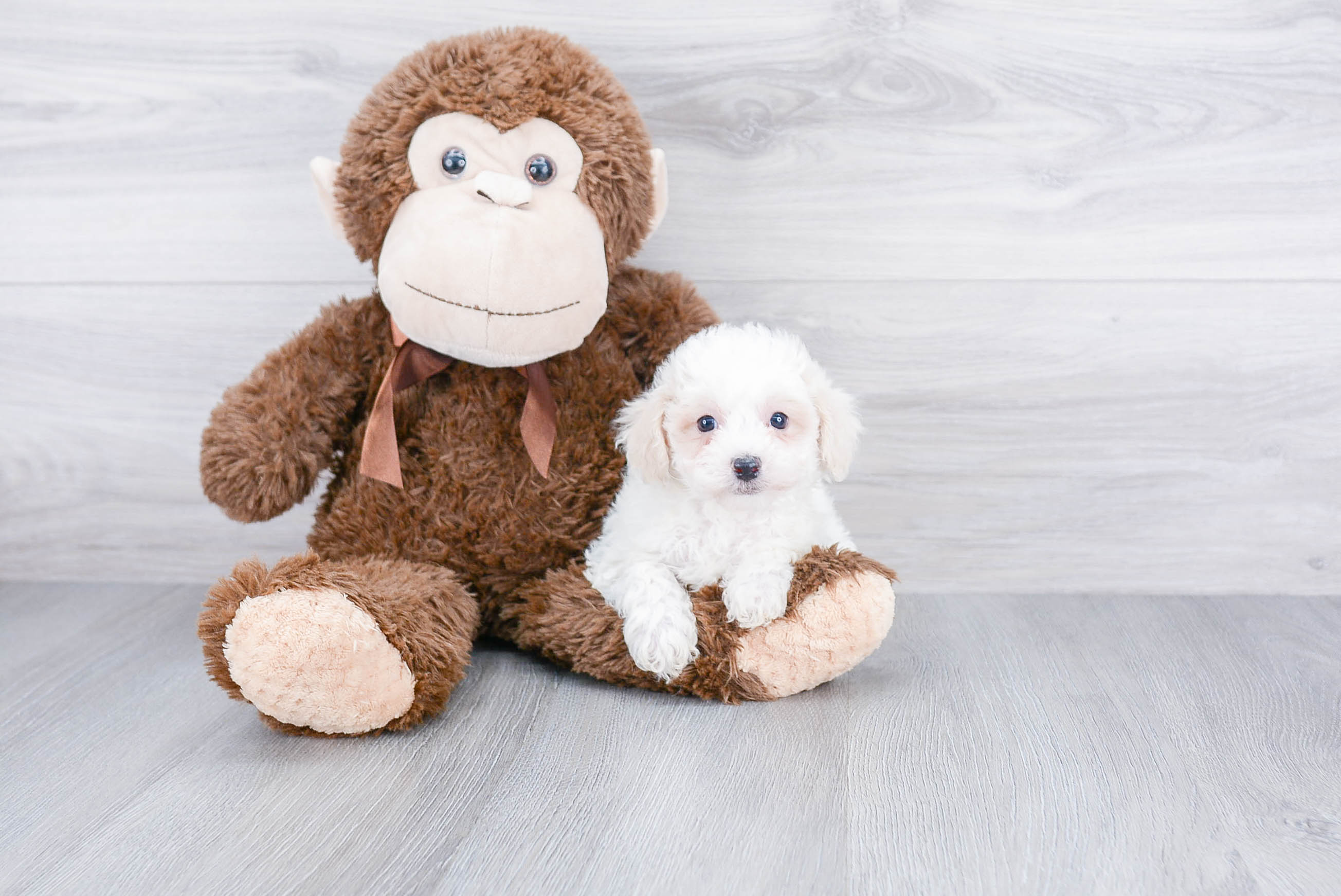 Maltipoo Pup Being Cute