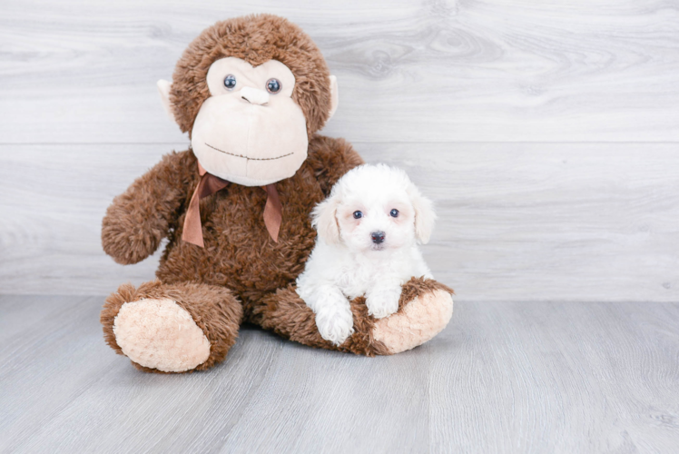 Maltipoo Pup Being Cute