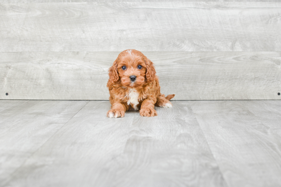 Hypoallergenic Cavoodle Poodle Mix Puppy