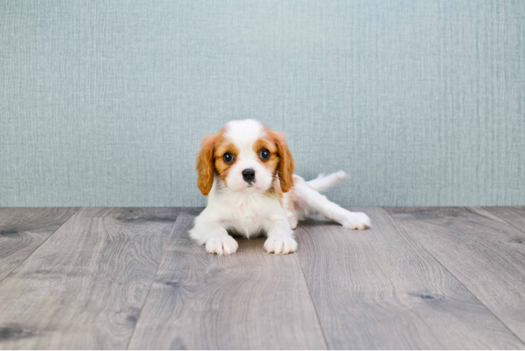 Cavalier King Charles Spaniel Puppy for Adoption