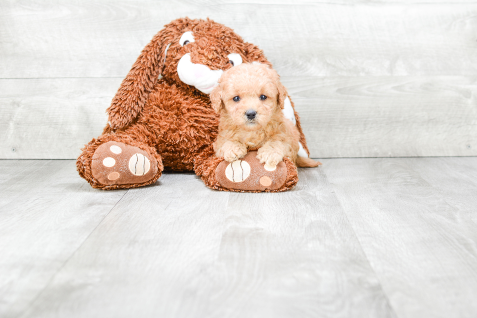 Adorable Cavoodle Poodle Mix Puppy