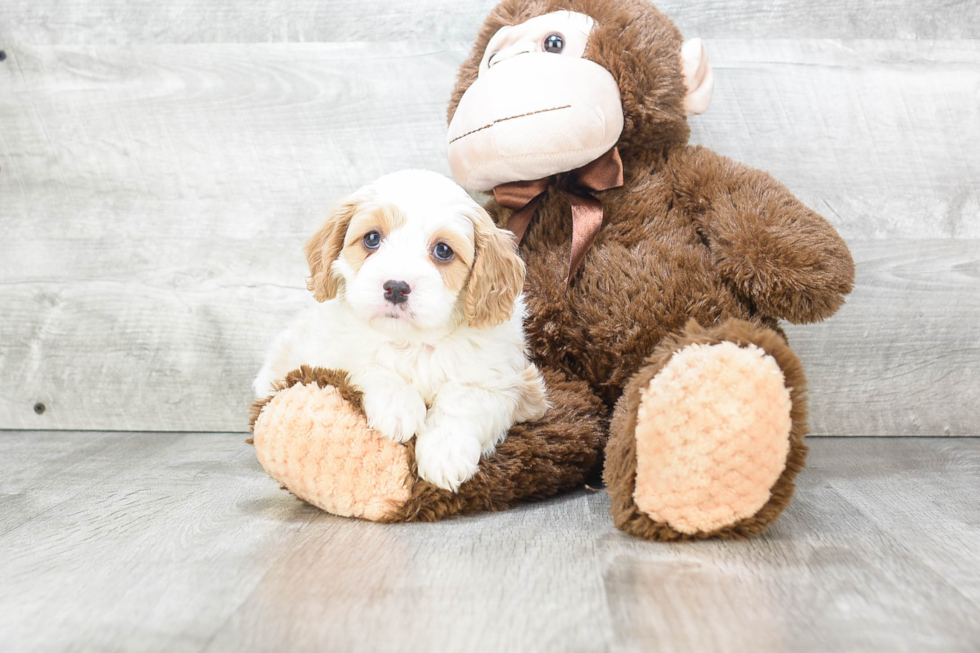 Best Cavapoo Baby