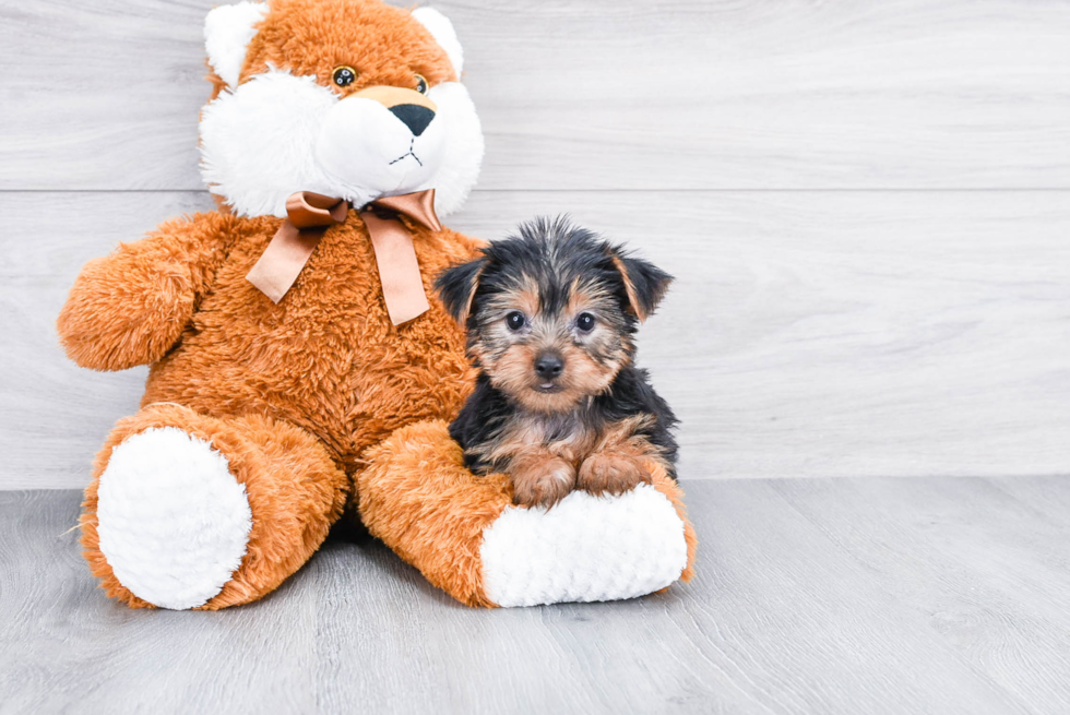 Meet Ronaldo - our Yorkshire Terrier Puppy Photo 