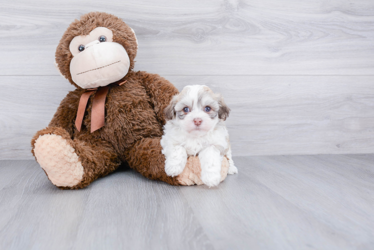 Popular Havanese Purebred Pup