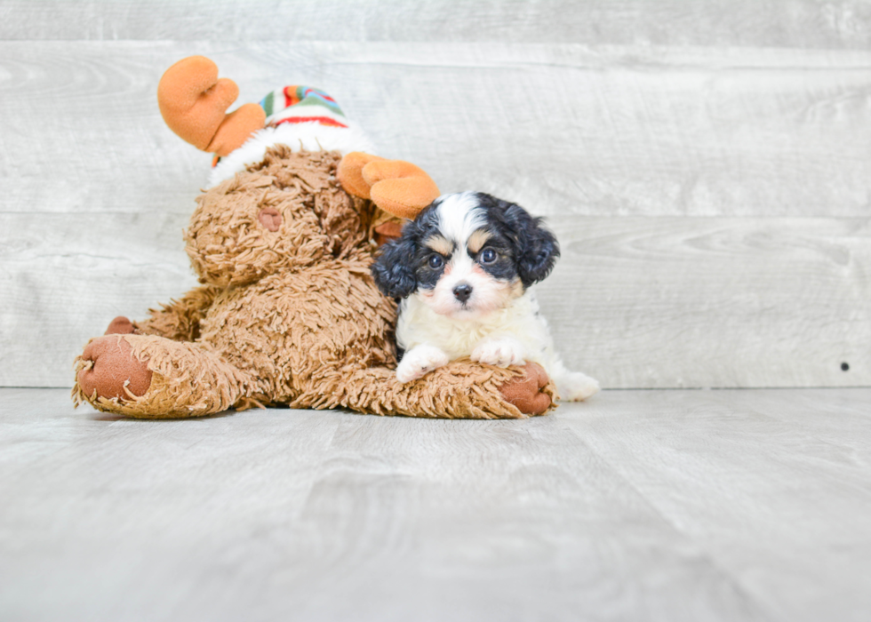 Cavachon Pup Being Cute