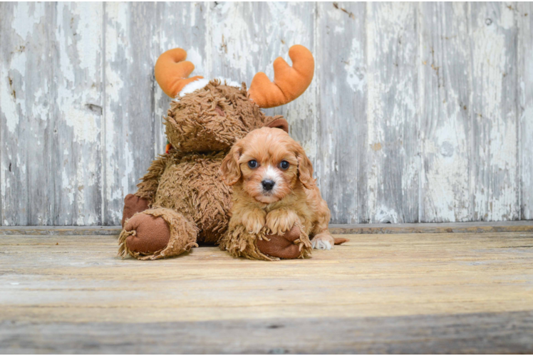 Cavapoo Pup Being Cute