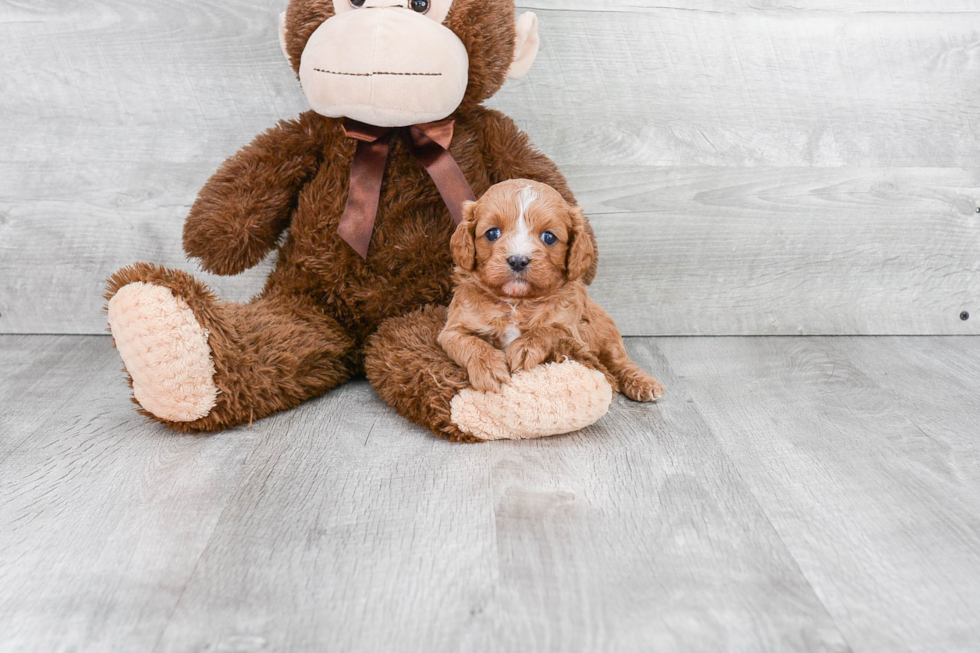 Cavapoo Pup Being Cute