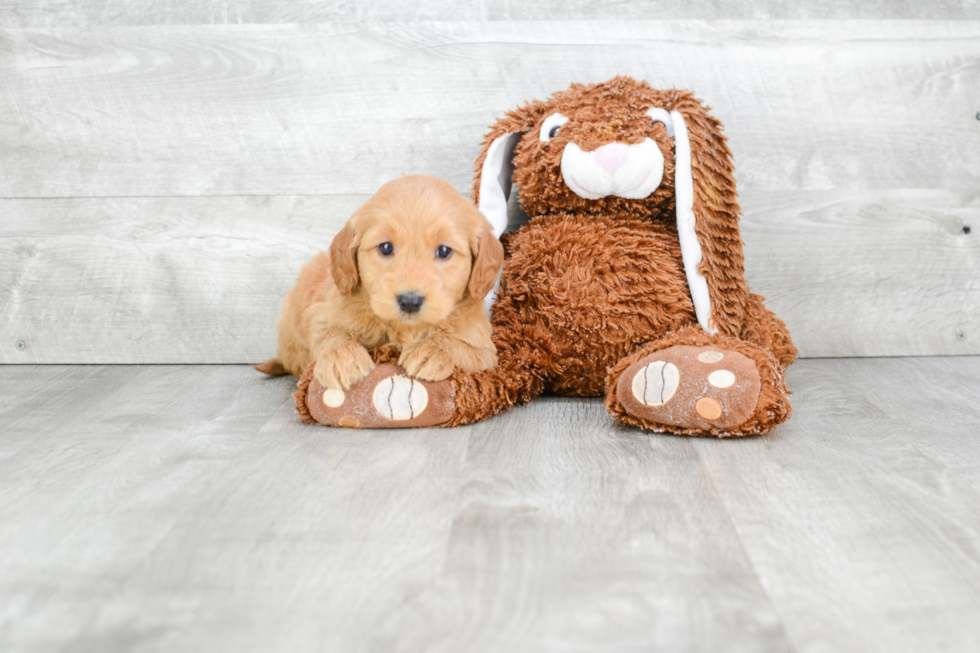 Petite Mini Goldendoodle Poodle Mix Pup