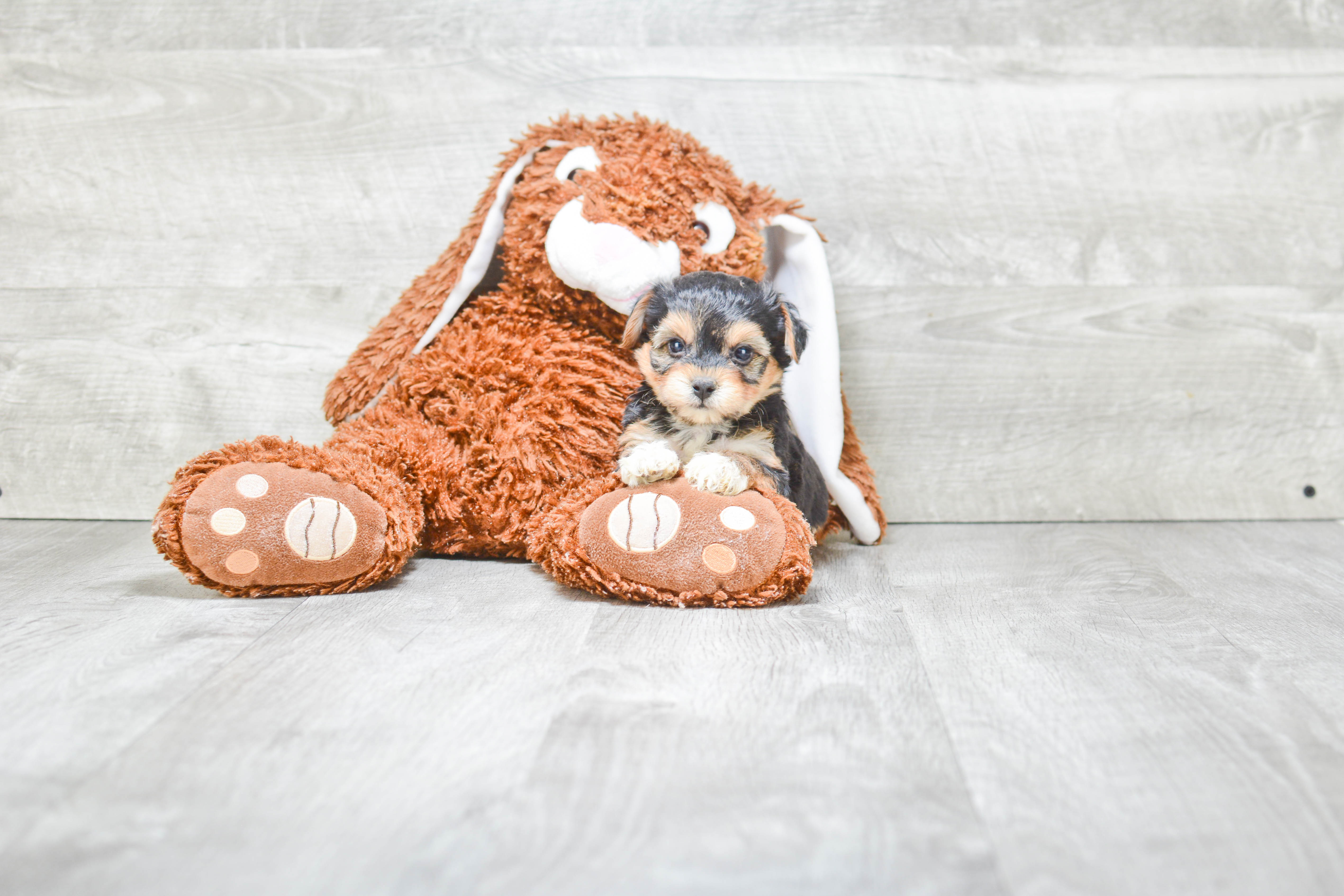 Best Morkie Baby