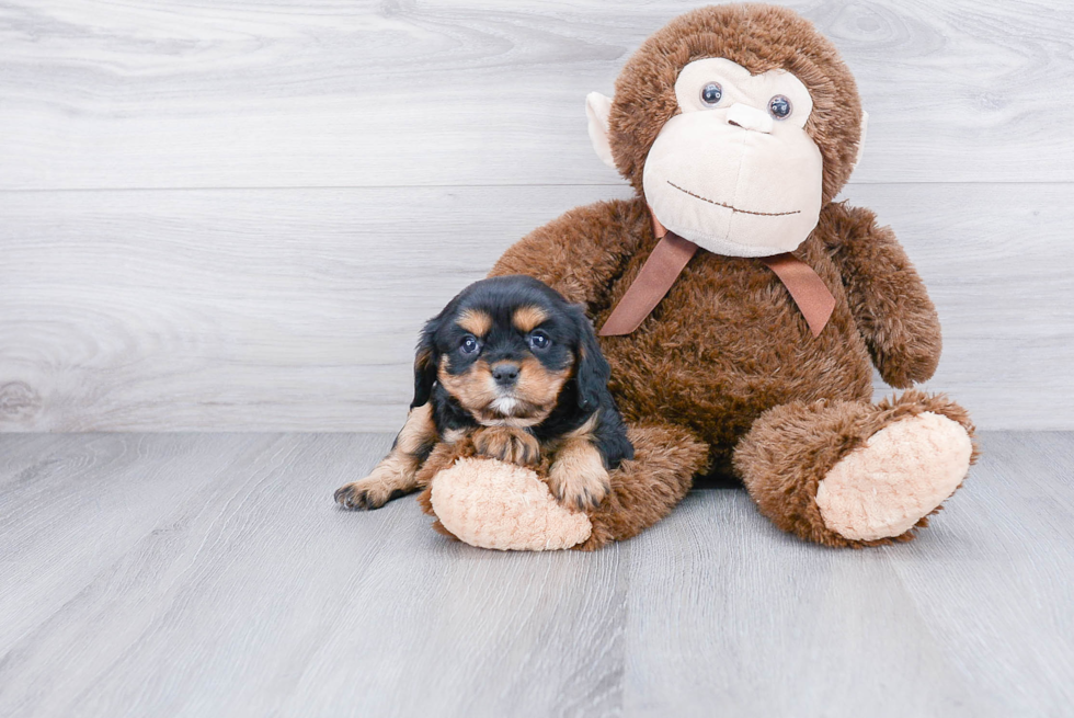 Best Cavalier King Charles Spaniel Baby