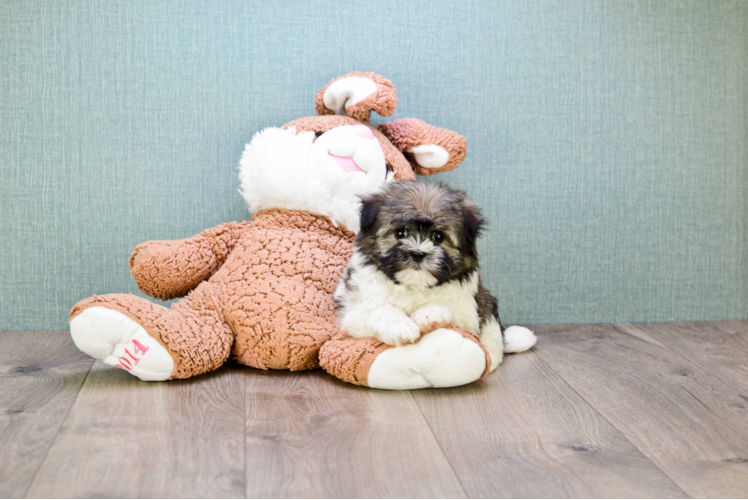 Havanese Pup Being Cute