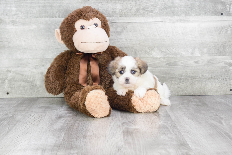 Best Teddy Bear Baby