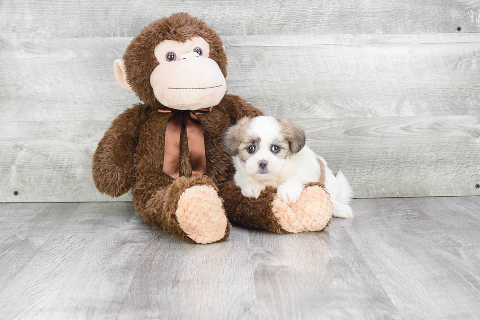 Best Teddy Bear Baby