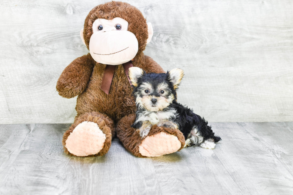 Adorable Yorkie Designer Puppy