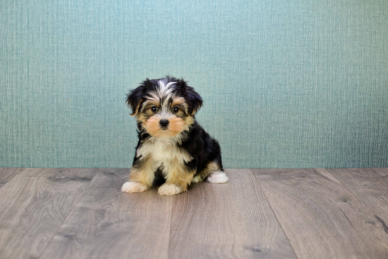 Morkie Puppy for Adoption