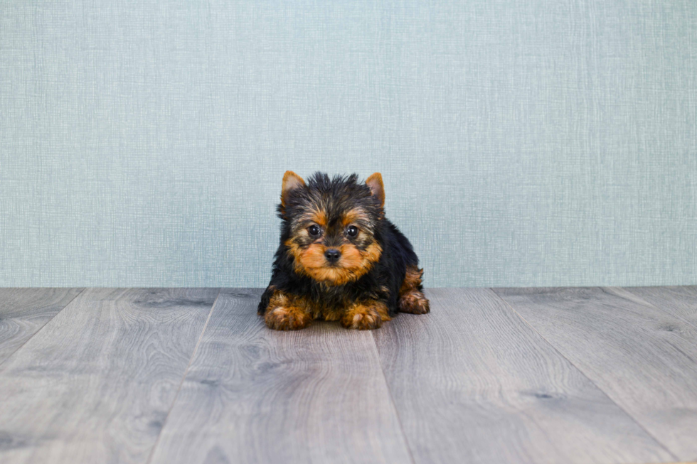 Meet Tinkerbell - our Yorkshire Terrier Puppy Photo 