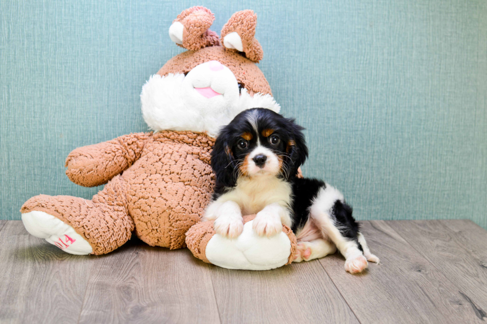 Cavalier King Charles Spaniel Pup Being Cute