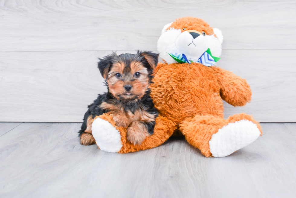 Meet Snickers - our Yorkshire Terrier Puppy Photo 