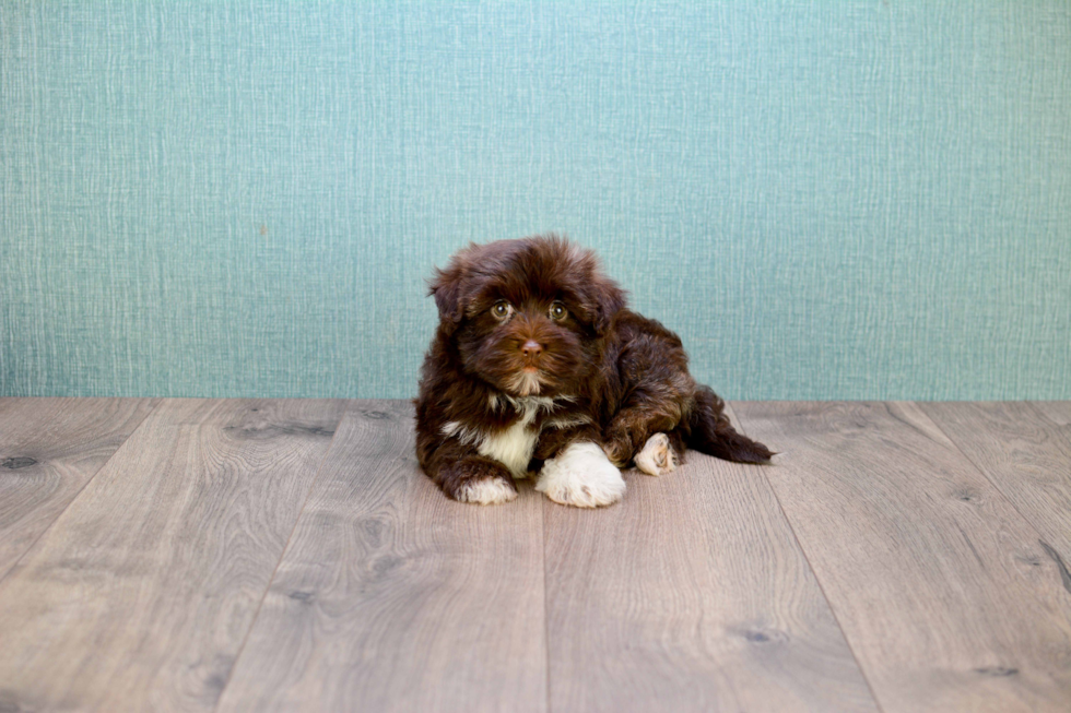 Havanese Pup Being Cute