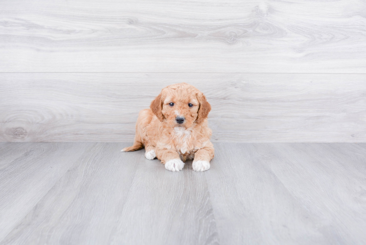Petite Mini Goldendoodle Poodle Mix Pup