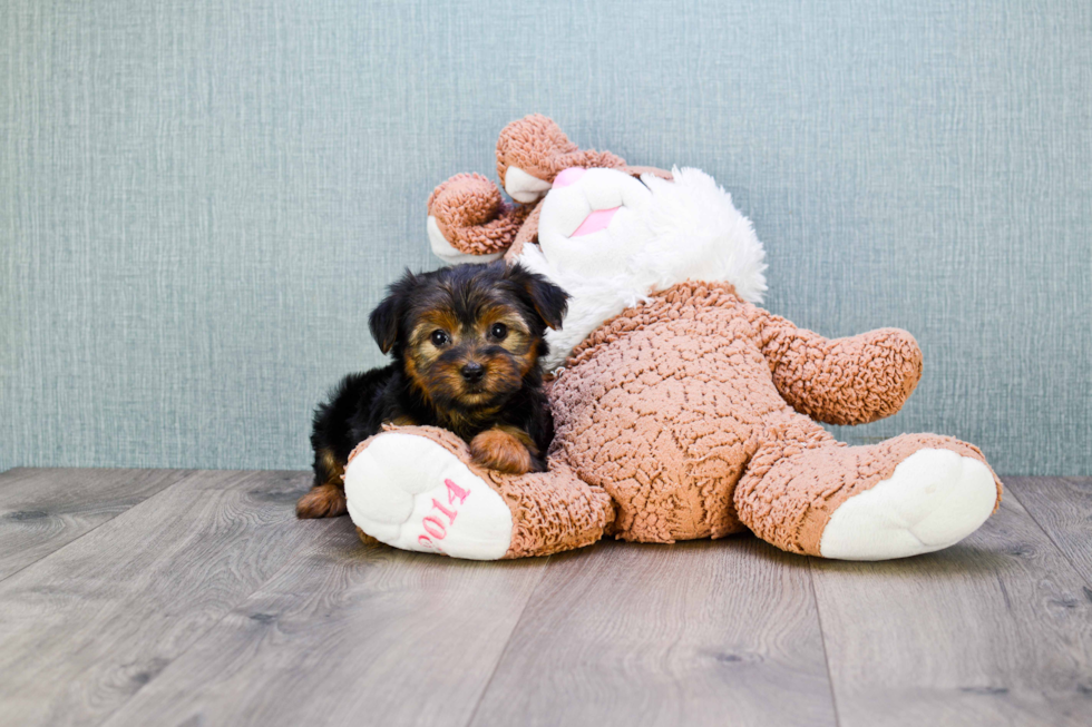 Meet Bella - our Yorkshire Terrier Puppy Photo 