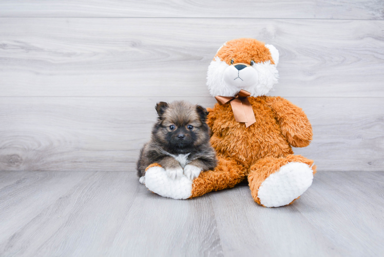 Pomeranian Pup Being Cute