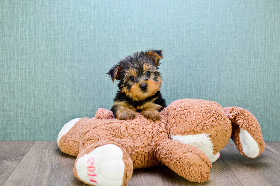 Meet Jeremy - our Yorkshire Terrier Puppy Photo 