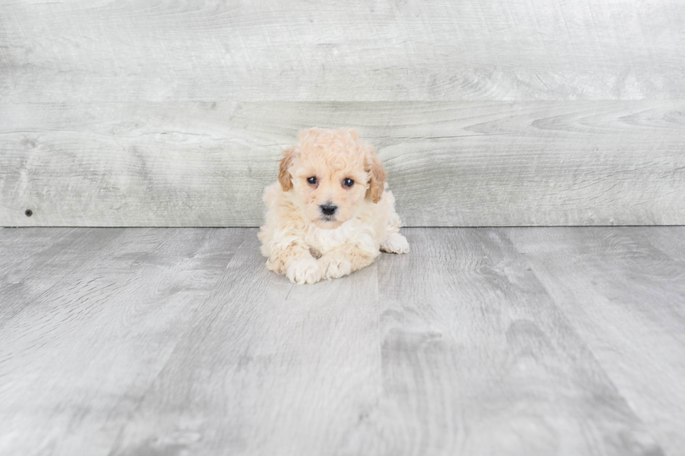 Best Maltipoo Baby