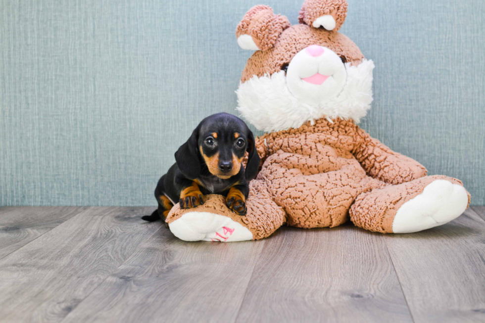 Dachshund Pup Being Cute