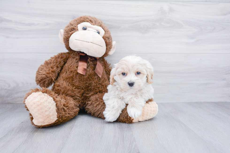 Maltipoo Pup Being Cute