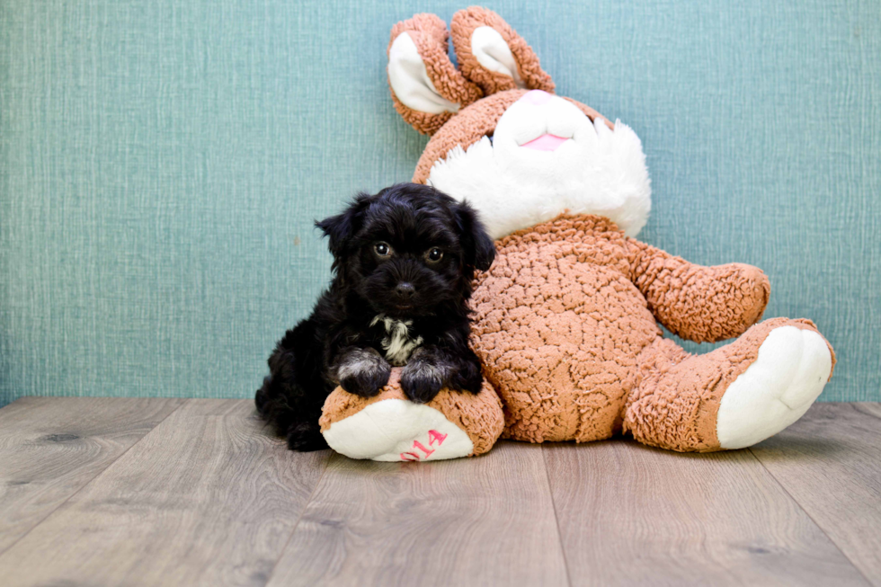 Playful Havanese Purebred Pup