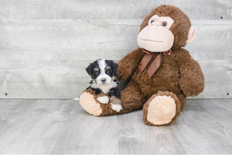 Best Mini Bernedoodle Baby