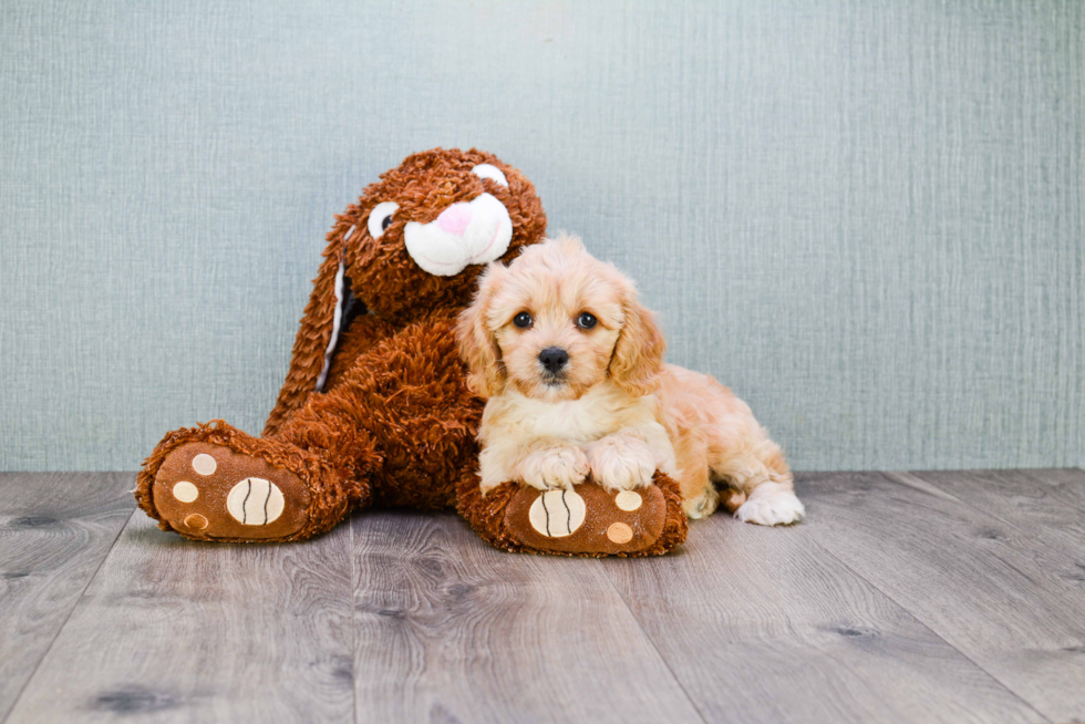 Smart Cavapoo Poodle Mix Pup