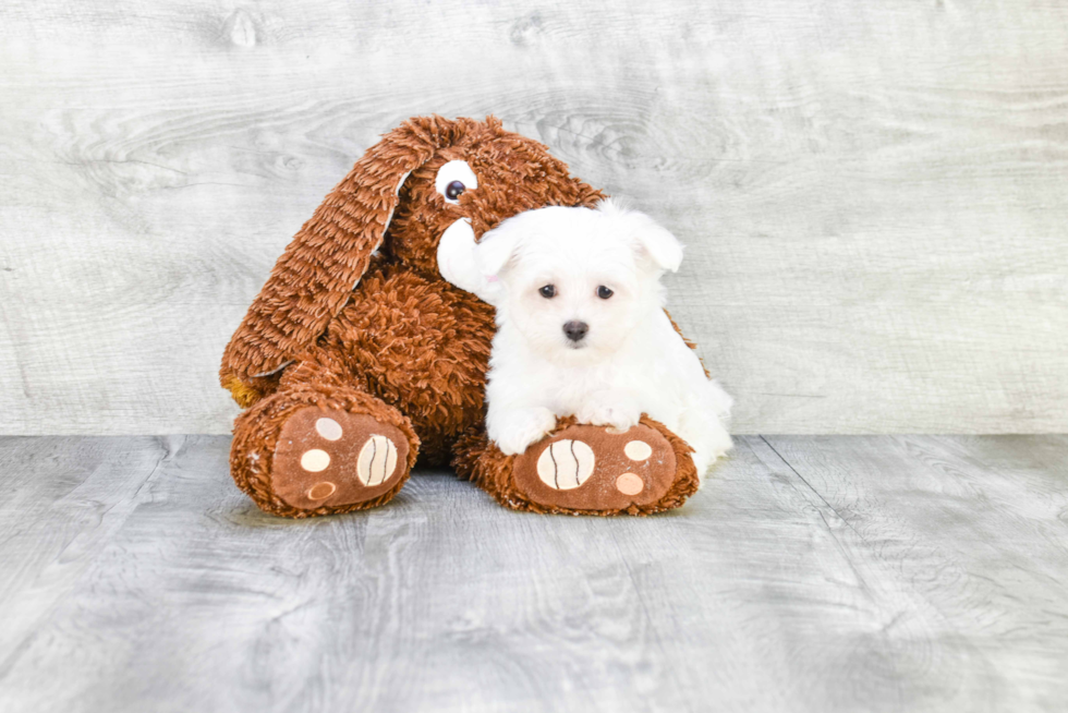 Maltese Pup Being Cute