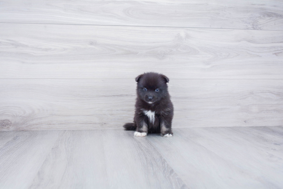 Pomsky Puppy for Adoption