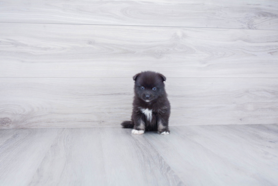 Pomsky Puppy for Adoption