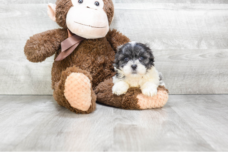 Energetic Shichon Designer Puppy