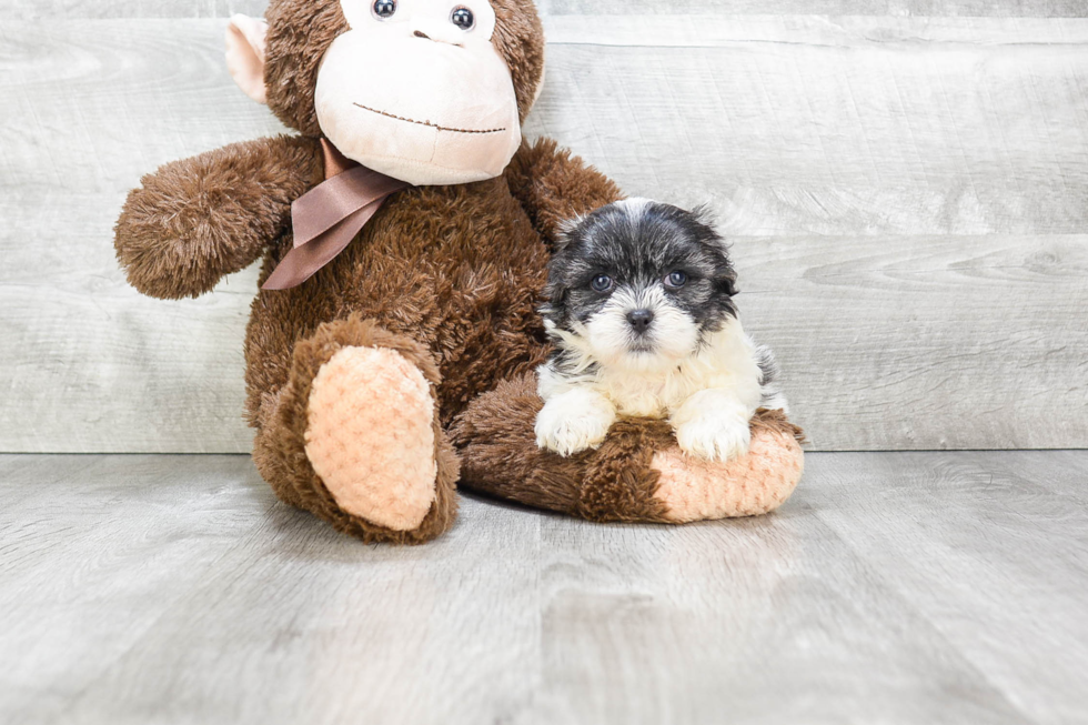 Energetic Shichon Designer Puppy