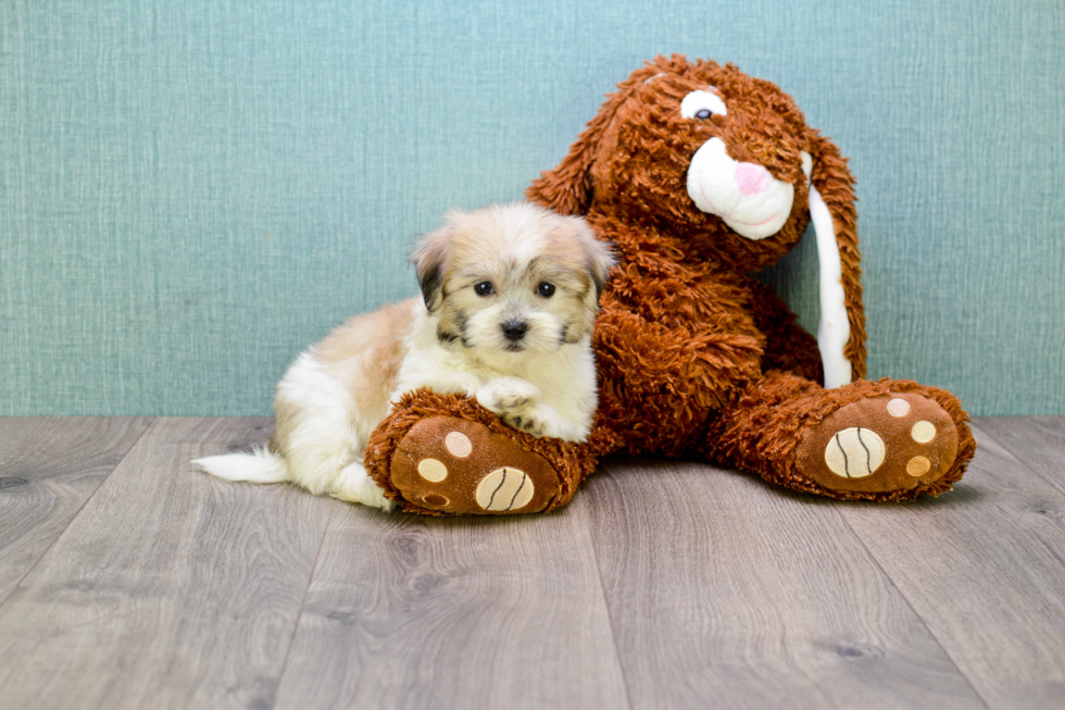 Friendly Teddy Bear Baby