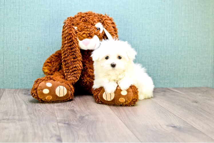 Popular Maltese Purebred Pup