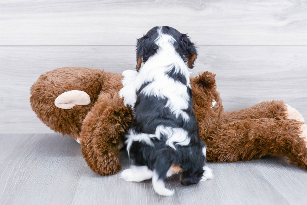 Cavalier King Charles Spaniel Puppy for Adoption