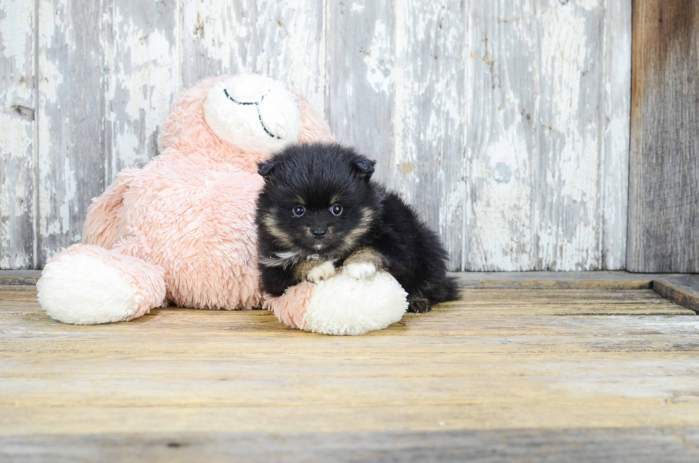 Small Pomeranian Baby