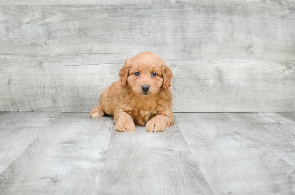 Cavapoo Puppy for Adoption