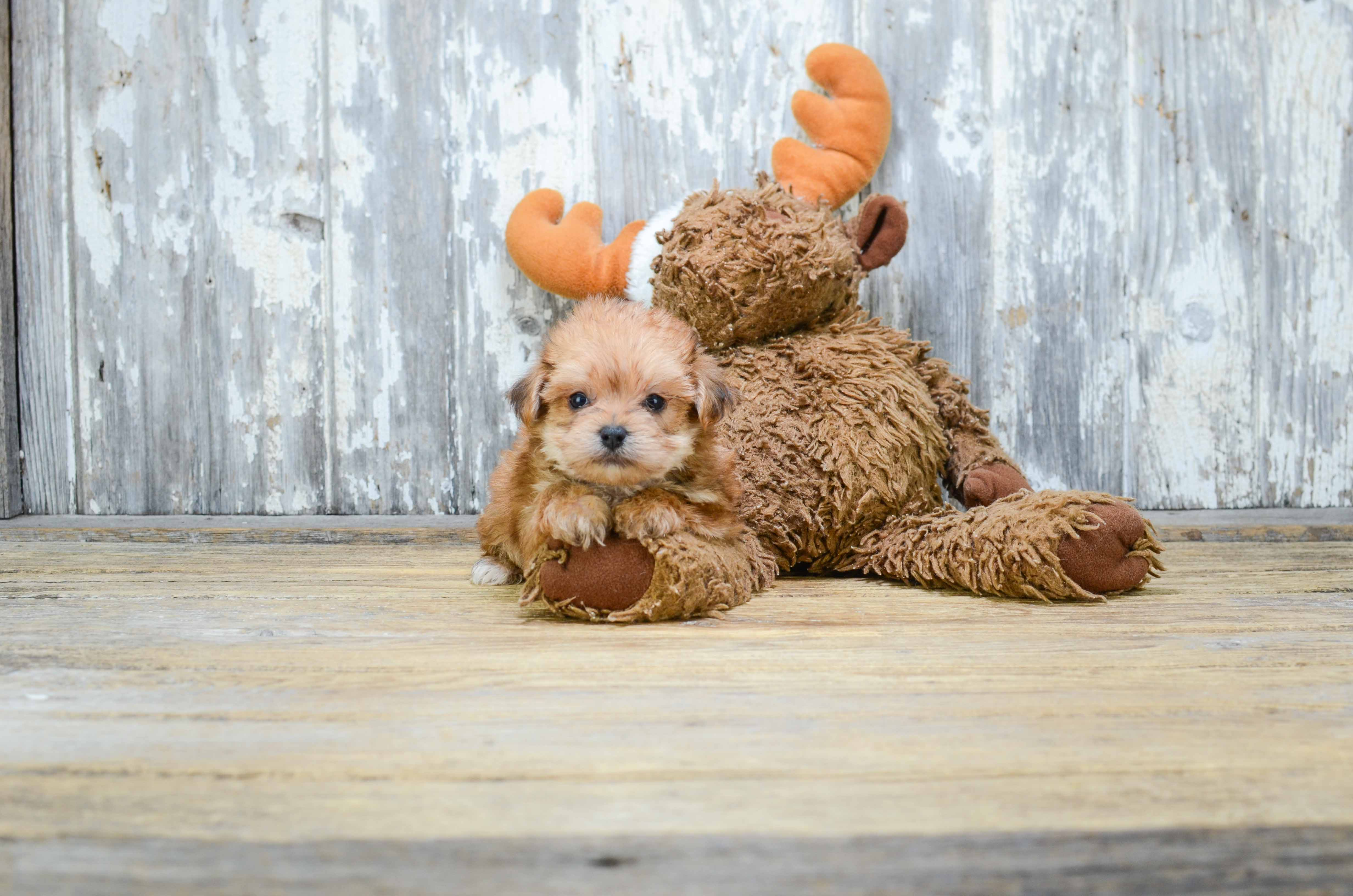 Fluffy Morkie Designer Pup