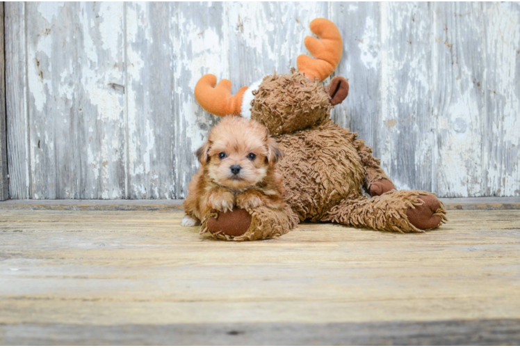 Fluffy Morkie Designer Pup