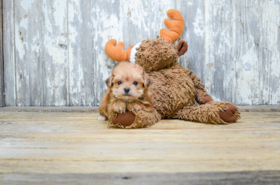 Fluffy Morkie Designer Pup