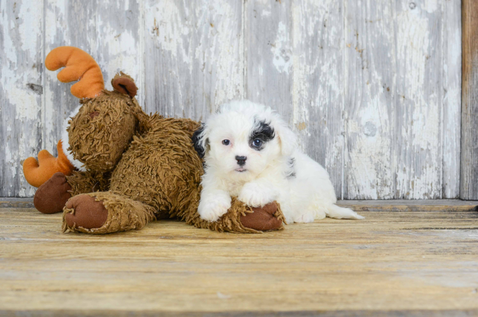 Small Teddy Bear Baby