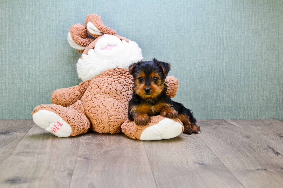 Meet Jeremy - our Yorkshire Terrier Puppy Photo 