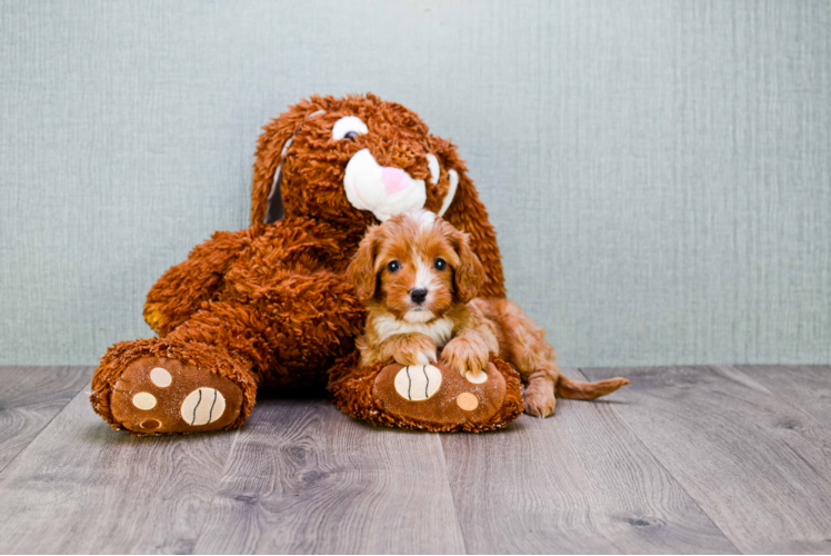 Little Cavoodle Poodle Mix Puppy