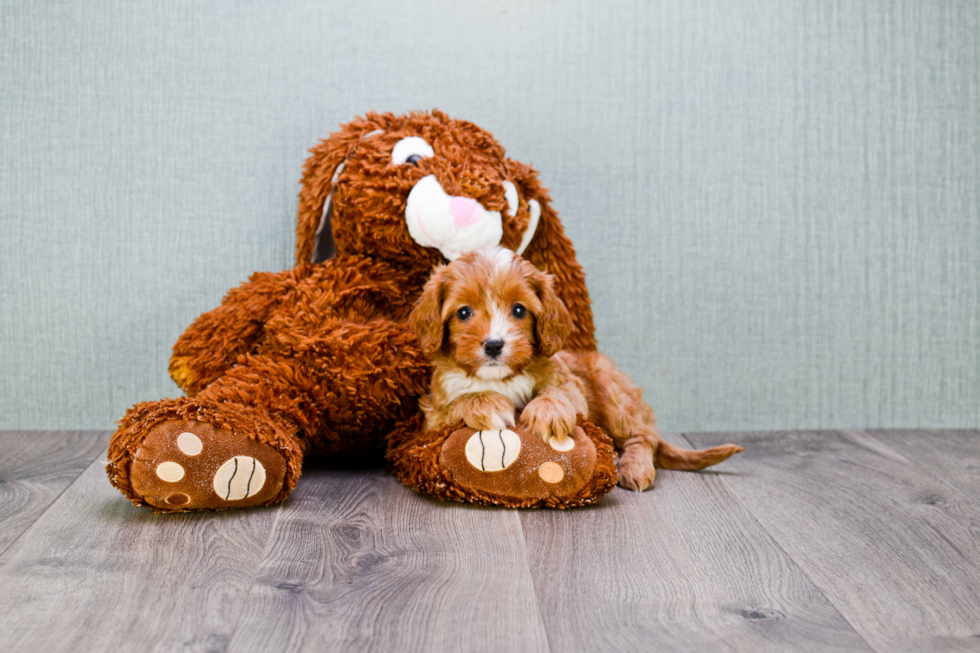 Little Cavoodle Poodle Mix Puppy